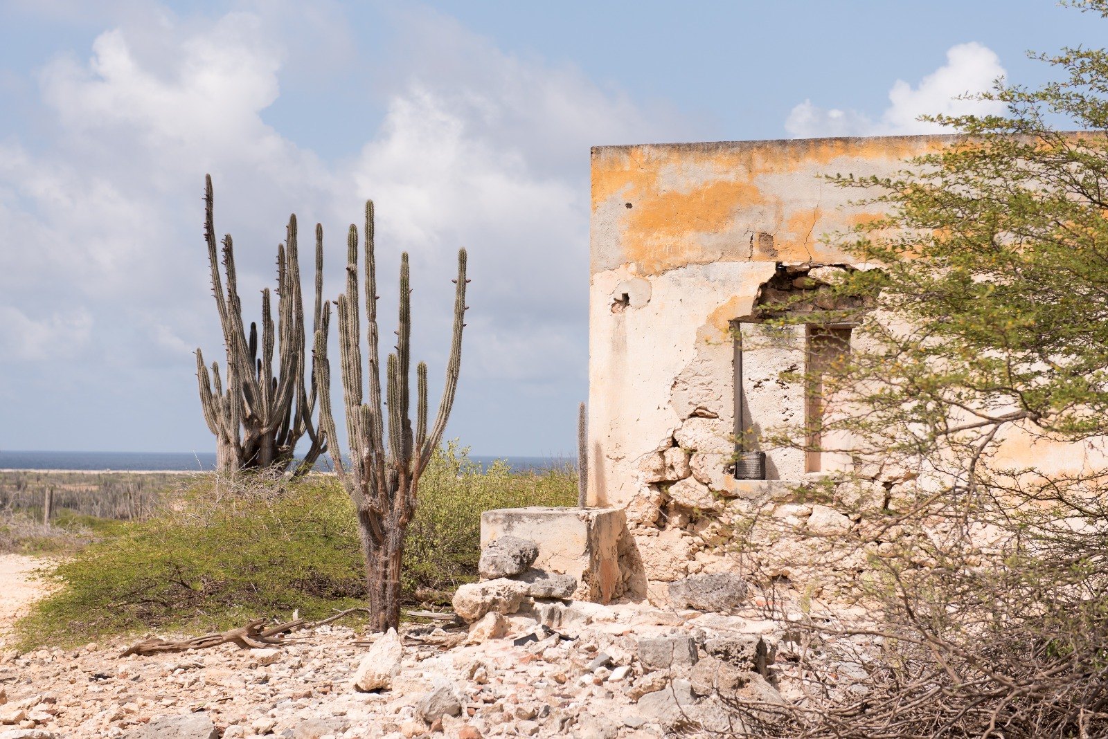 Cactussen en oude ruïne op Bonaire